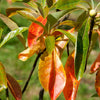 Franklin Tree
