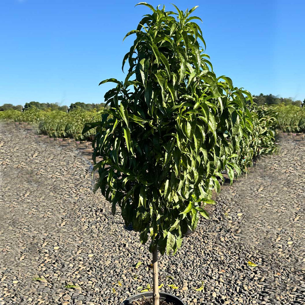 Fruit Snacks® Blushing Pearl™ Columnar Peach Tree