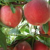 Fruit Snacks® Blushing Pearl™ Columnar Peach Tree