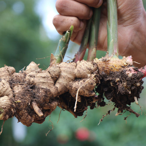 Ginger Plant - USDA Organic
