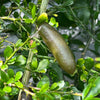 Giant Finger Lime Tree