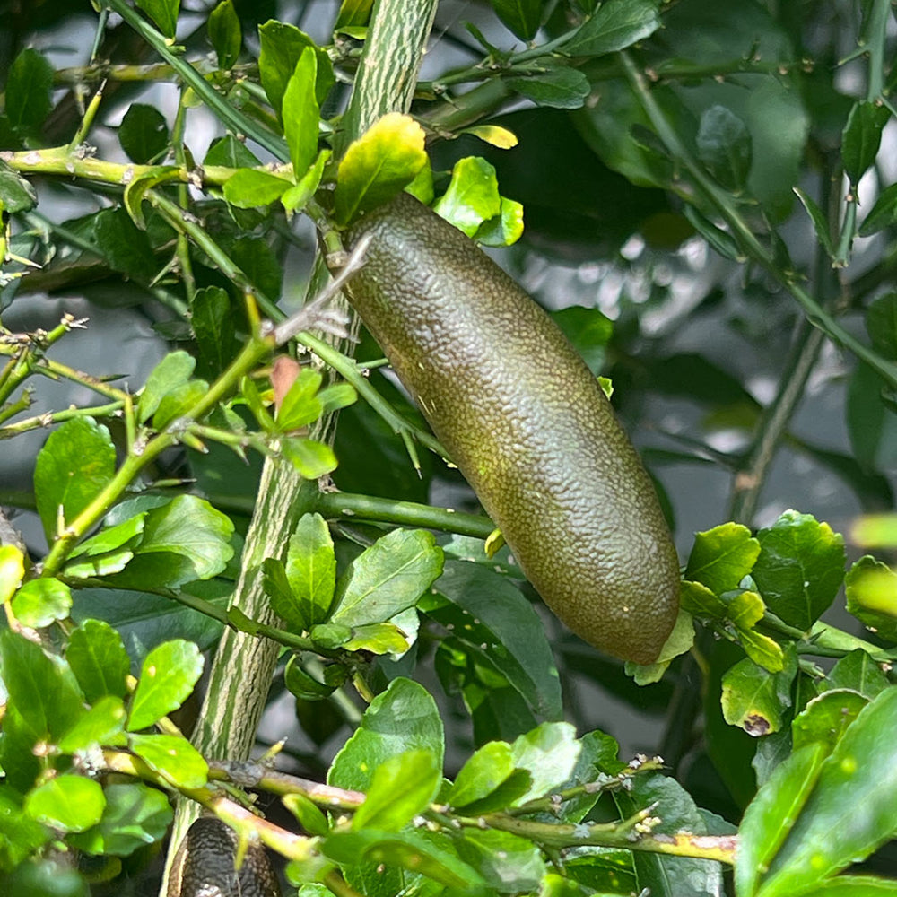 Giant Finger Lime Tree