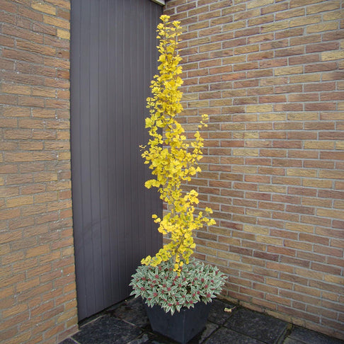 Proven Winners® Skinny Fit® Ginkgo Tree