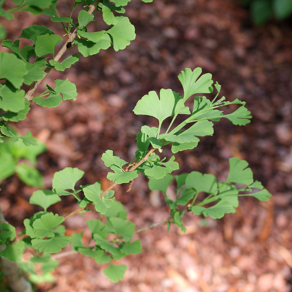 Proven Winners® Skinny Fit® Ginkgo Tree