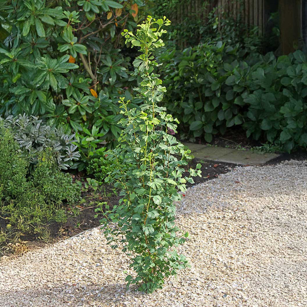 Proven Winners® Skinny Fit® Ginkgo Tree