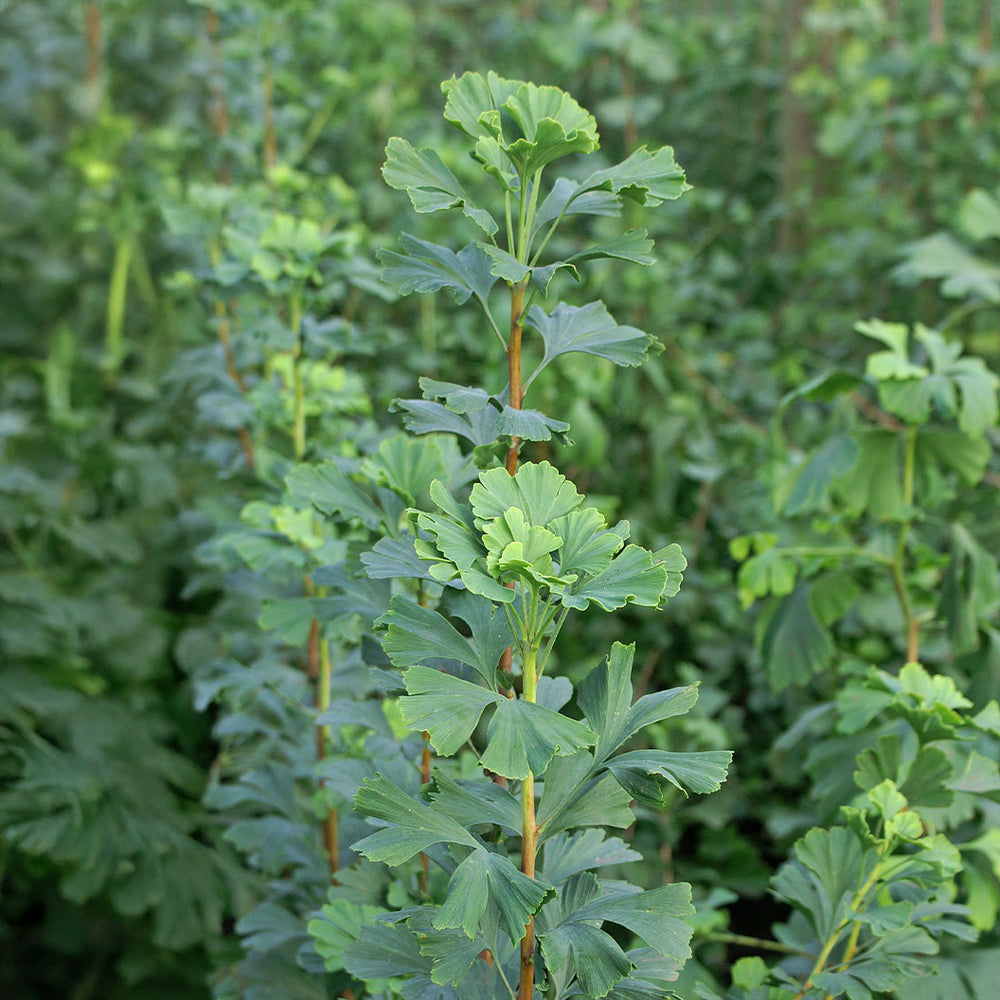 Proven Winners® Skinny Fit® Ginkgo Tree