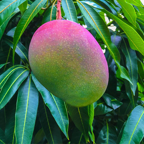 Glenn Mango Tree