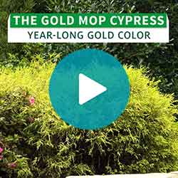 Blue Italian Cypress