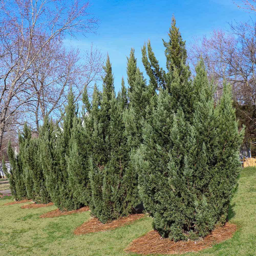 Green Rocket Leyland Cypress Tree