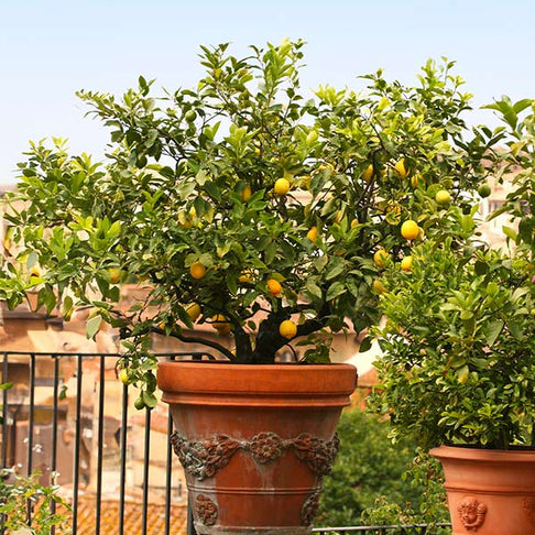 Harvey Lemon Tree