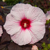 'Dark Mystery' Hibiscus