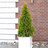 Southern Living® Highlights™ Arborvitae Thuja