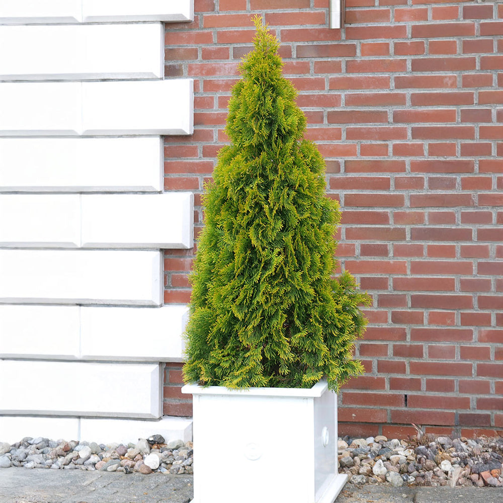 Southern Living® Highlights™ Arborvitae Thuja