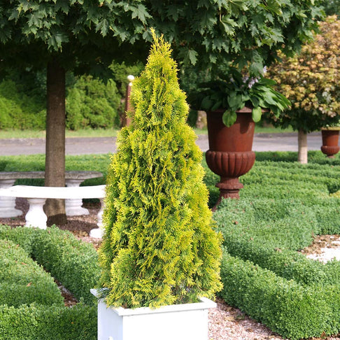 Southern Living® Highlights™ Arborvitae Thuja