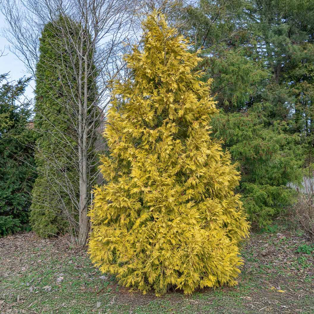 Southern Living® Highlights™ Arborvitae Thuja