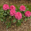 Holden's Fuchsia Hybrid Rhododendron Shrub