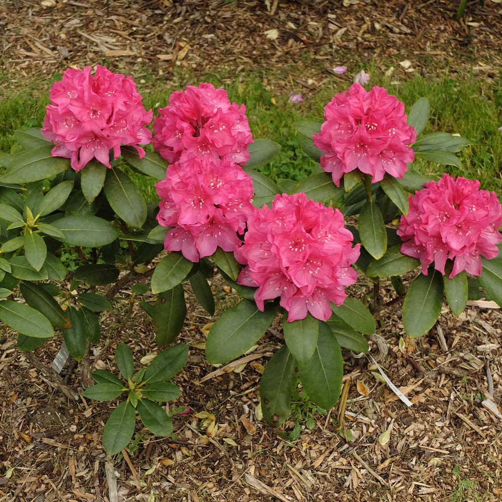 Holden's Fuchsia Hybrid Rhododendron Shrub