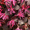 Jazz Hands® Pink Loropetalum