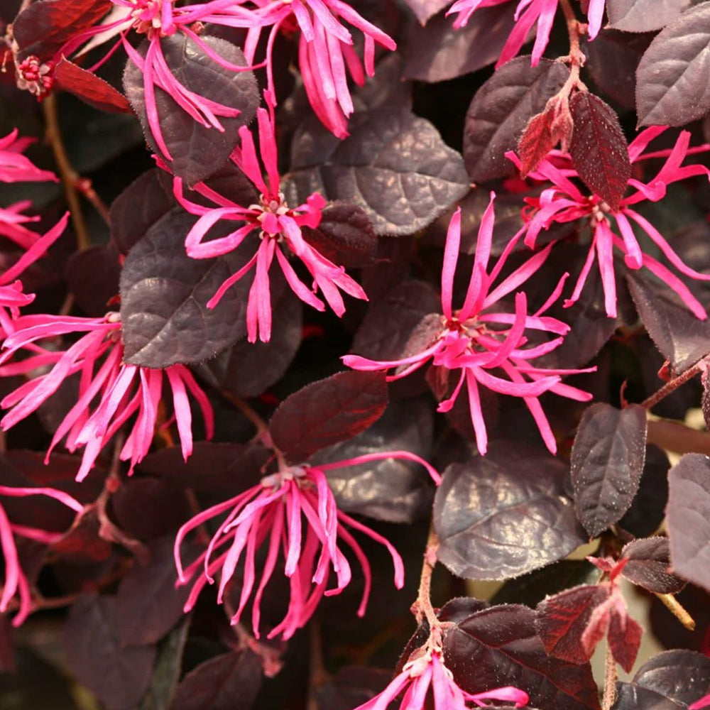 Jazz Hands® Pink Loropetalum