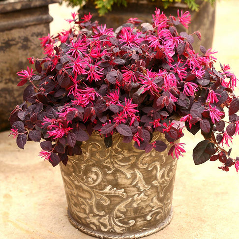 Jazz Hands® Pink Loropetalum