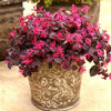 Jazz Hands® Pink Loropetalum