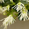 Jazz Hands® White Loropetalum