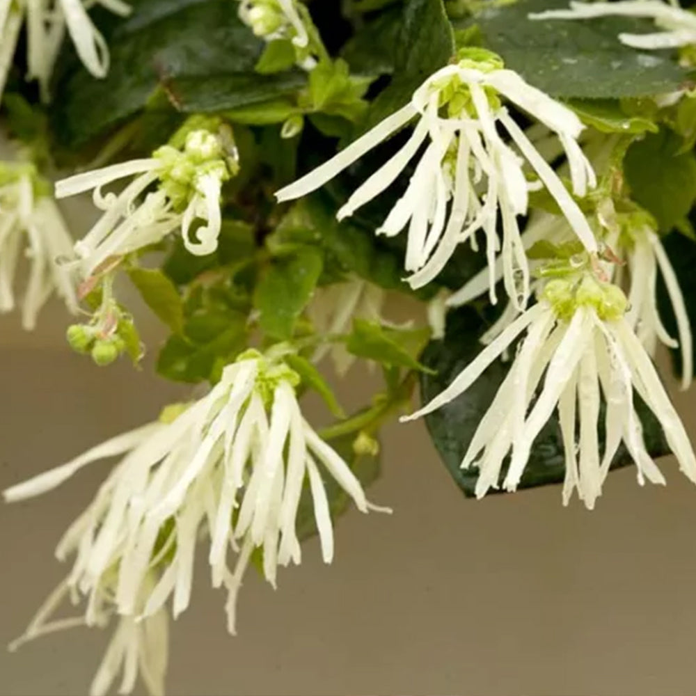 Jazz Hands® White Loropetalum