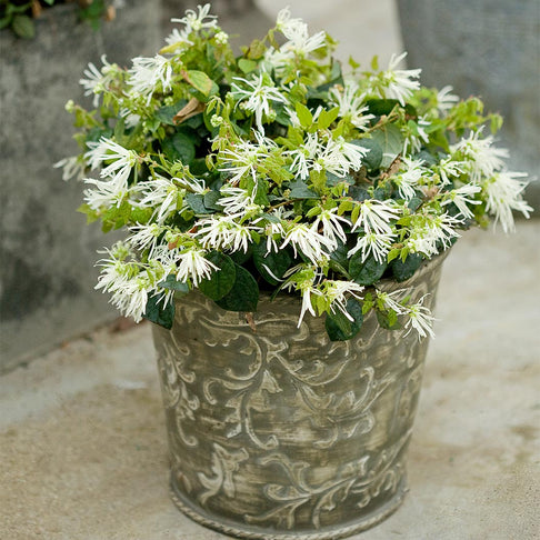 Jazz Hands® White Loropetalum