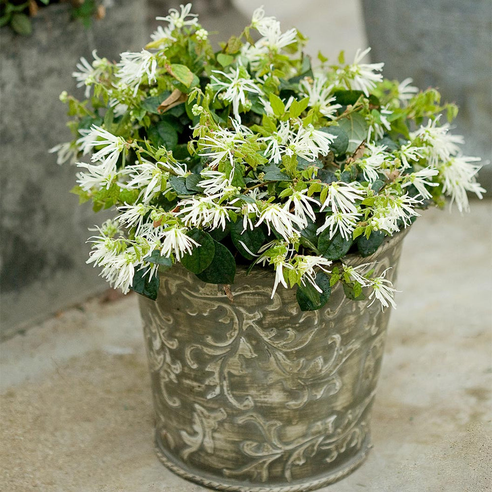 Jazz Hands® White Loropetalum