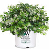 Jazz Hands® White Loropetalum