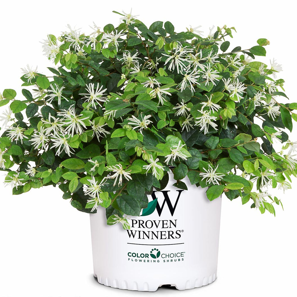 Jazz Hands® White Loropetalum