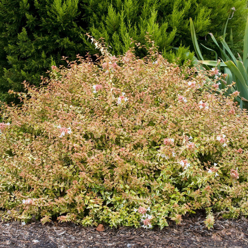 Southern Living® Kaleidoscope Abelia Shrub