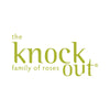 Pink Knock Out® Rose Tree