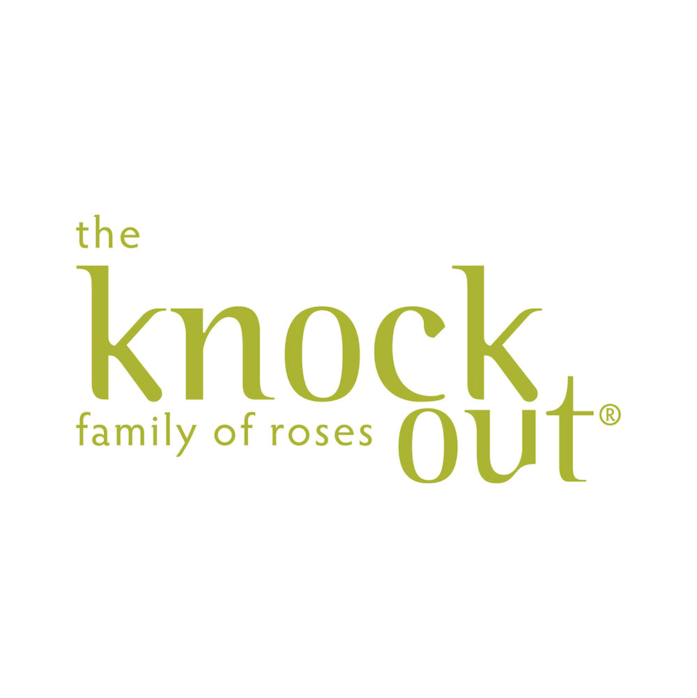 Pink Knock Out® Rose Tree
