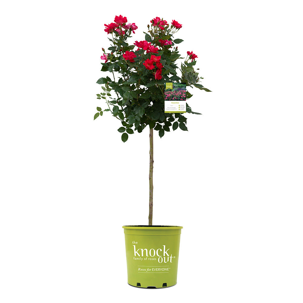 Knock Out® Rose Tree
