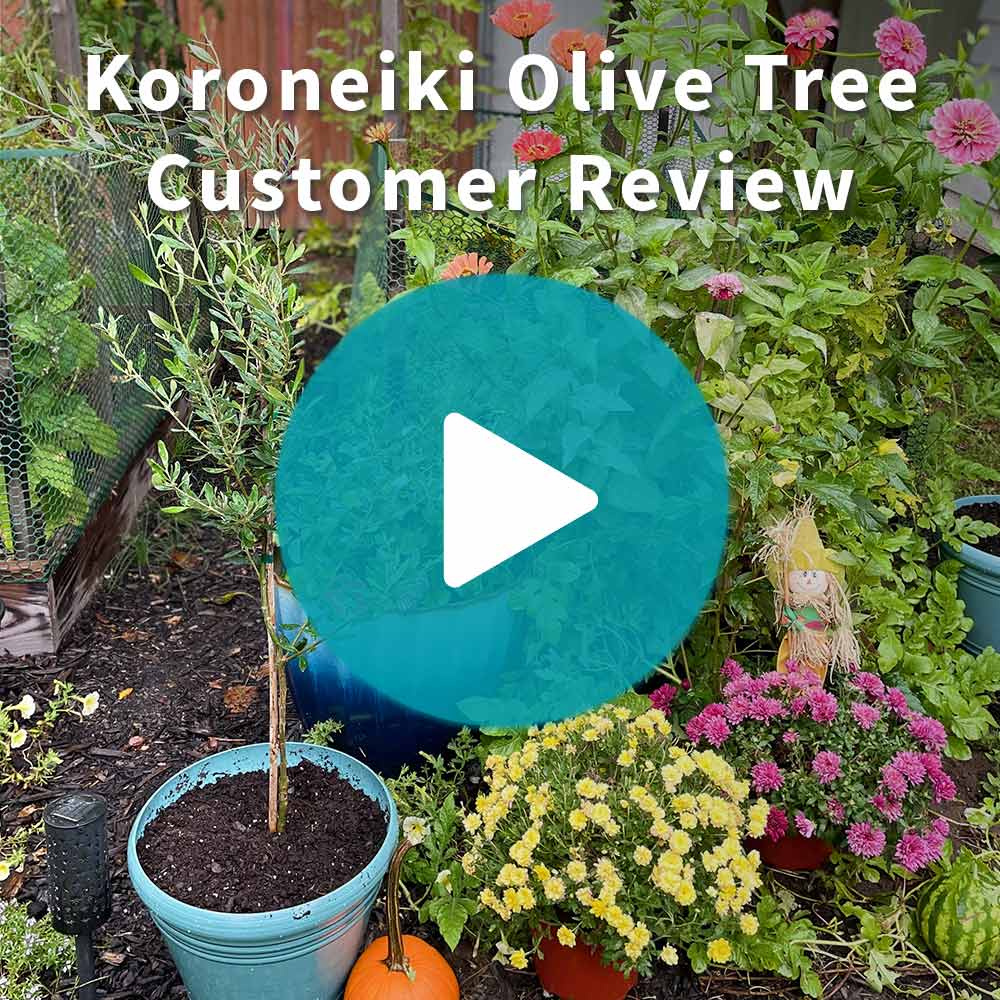 Koroneiki Greek Olive Tree