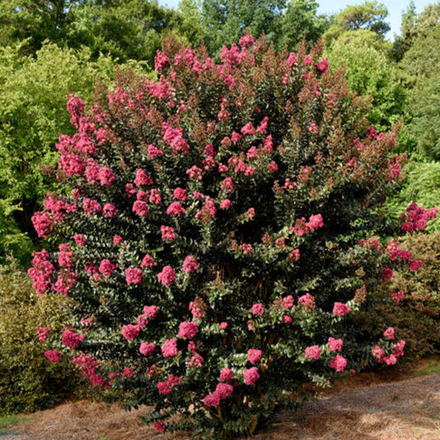 First Editions® Plum Magic™ Crape Myrtle