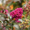 First Editions® Plum Magic™ Crape Myrtle