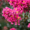 First Editions® Plum Magic™ Crape Myrtle