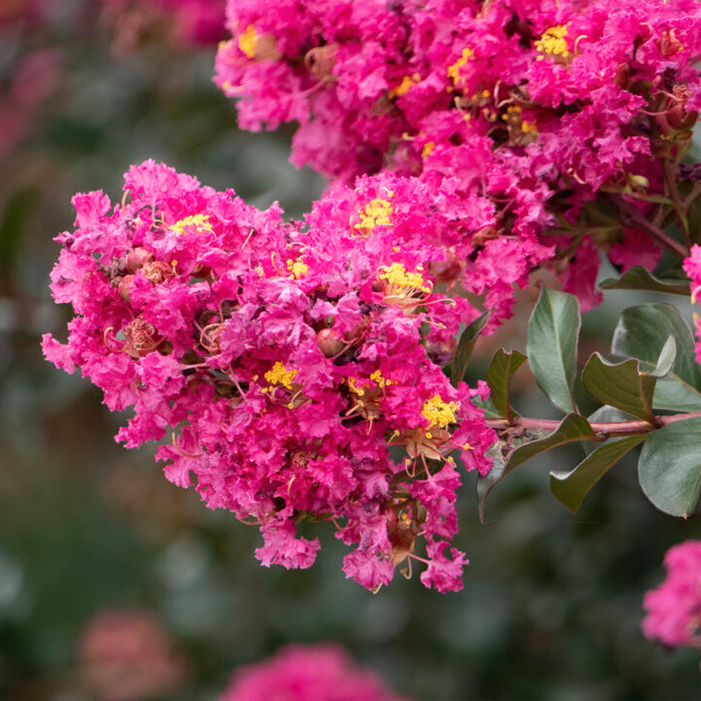 First Editions® Plum Magic™ Crape Myrtle