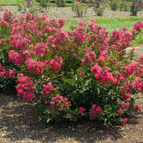 Bellini® Raspberry Crape Myrtle