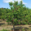Lapins Cherry Tree
