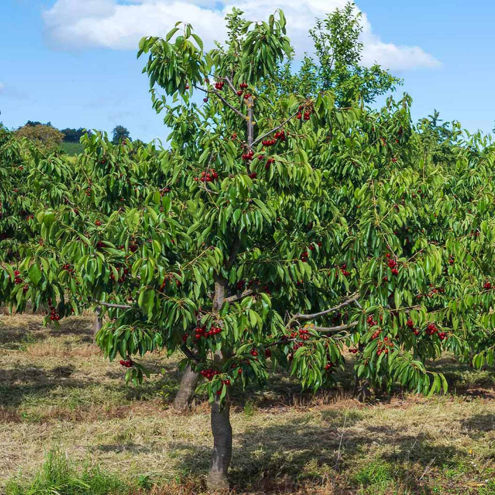 Lapins Cherry Tree