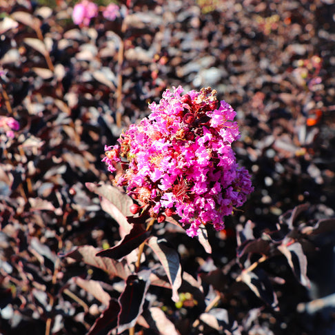 Thunderstruck™ Lavender Skies™ Crape Myrtle Tree