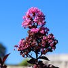 Thunderstruck™ Lavender Skies™ Crape Myrtle Tree