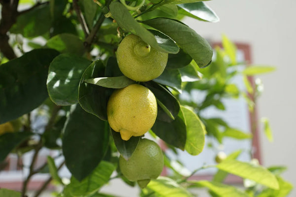 Preparing for Spring? Here's 7 Tips to Transition Your Meyer Lemon