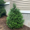 Leprechaun™ Arborvitae Tree