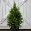 Leprechaun™ Arborvitae Tree