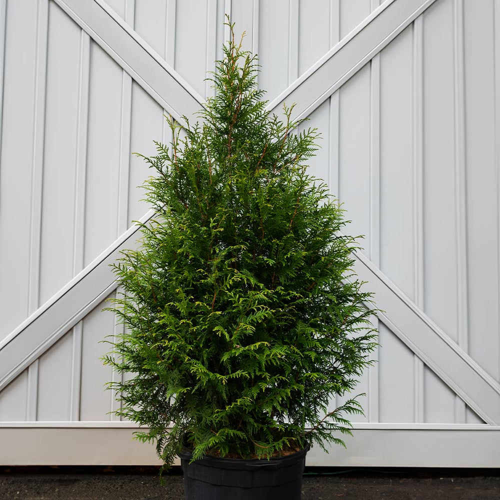 Leprechaun™ Arborvitae Tree