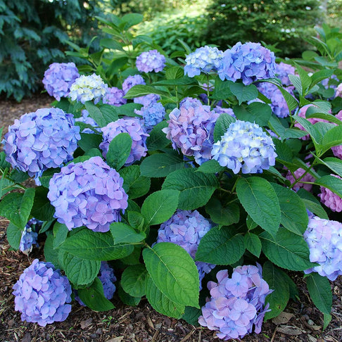 Proven Winners® Let's Dance Sky View® Hydrangea
